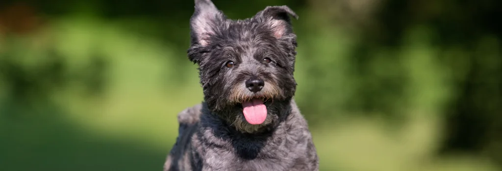 cairn terrier smiling outdoors