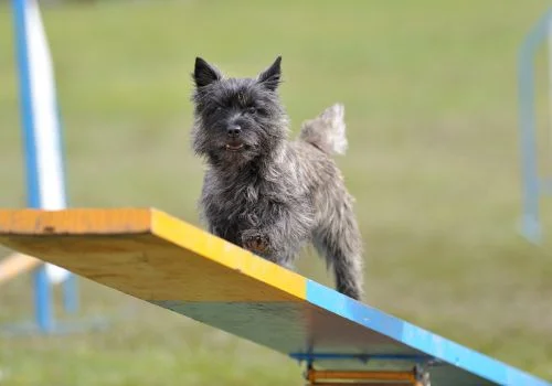 cairn terrier playing outdoors