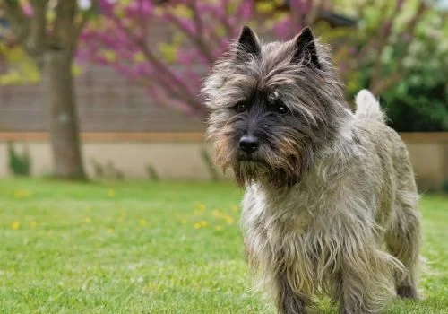 cairn terrier staring outdoors in green grass