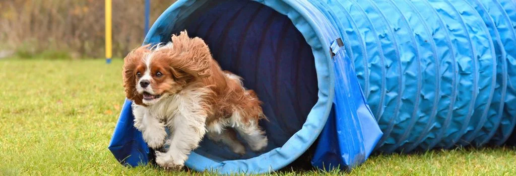 cavalier dog playing outdoors