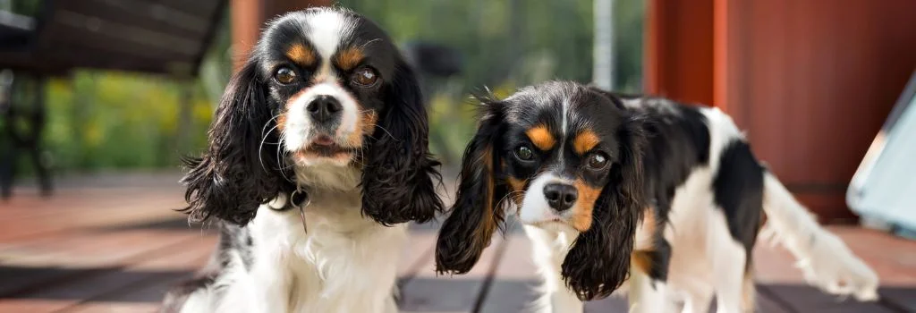 two cavalier dogs staring outdoors