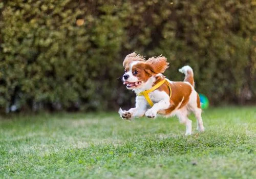 cavalier dog jumping outdoors in green grass