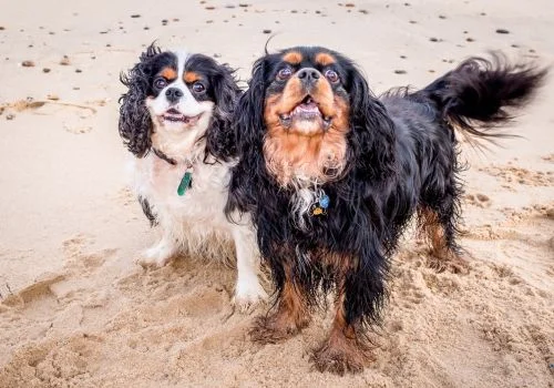 two cavalier dogs playing in beach