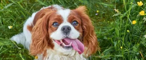 cavalier dog smiling and lying in green grass outdoors