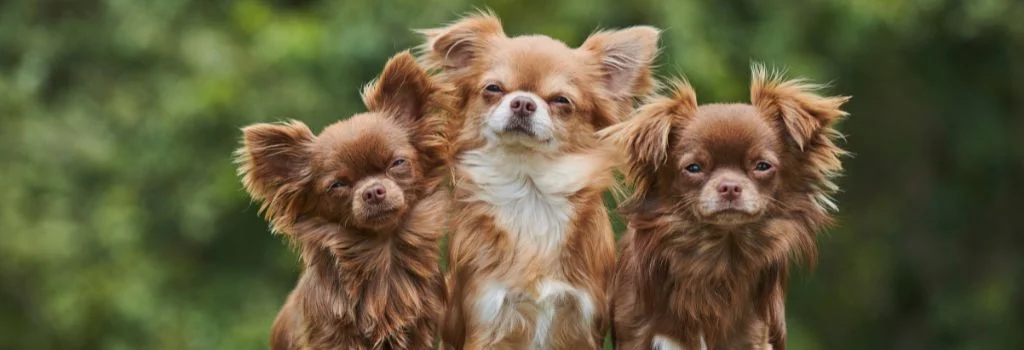 chihuahua dogs staring outdoors