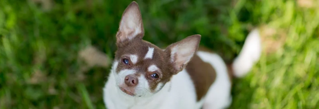 chihuahua dog staring outdoors