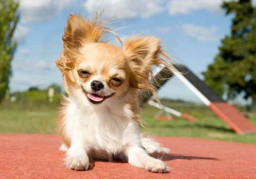 chihuahua dogs smiling and lying outdoors