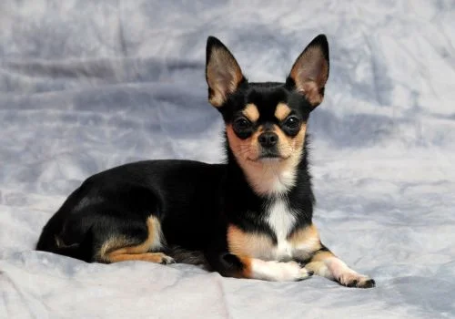 chihuahua dog relaxing indoors