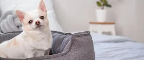 chihuahua lying indoors