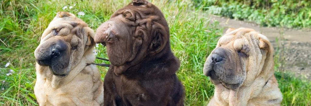chinese dogs staring outdoors