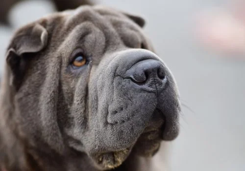 chinese dog standing sideview