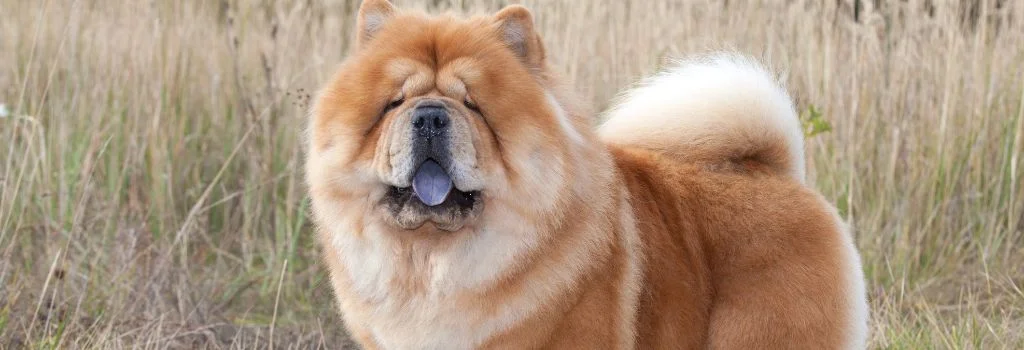 chow chow dog staring outdoors