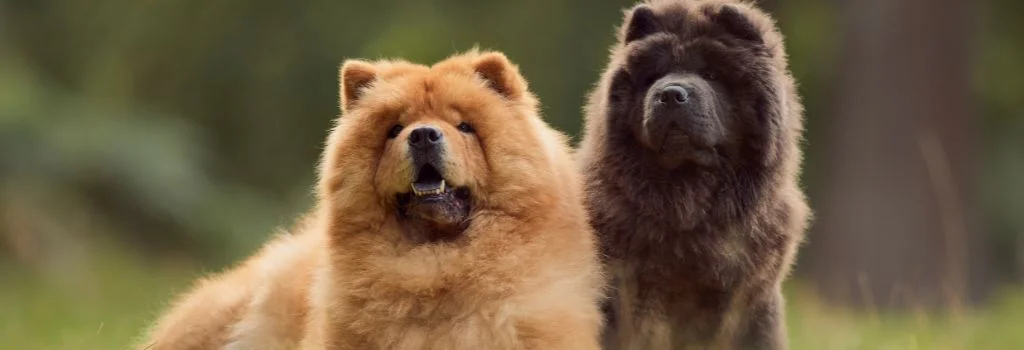 chow chow dog staring outdoors
