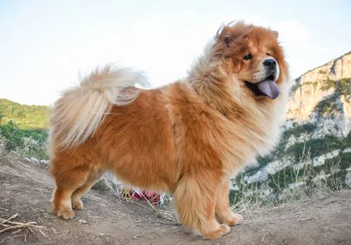 chow chow standing outdoors