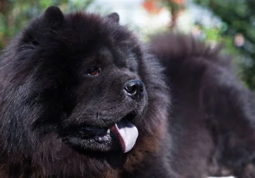 chow chow dog staring outdoors