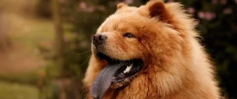 chow chow dog staring outdoors