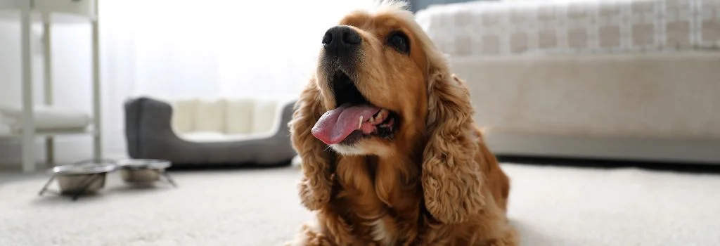 cocker lying indoors