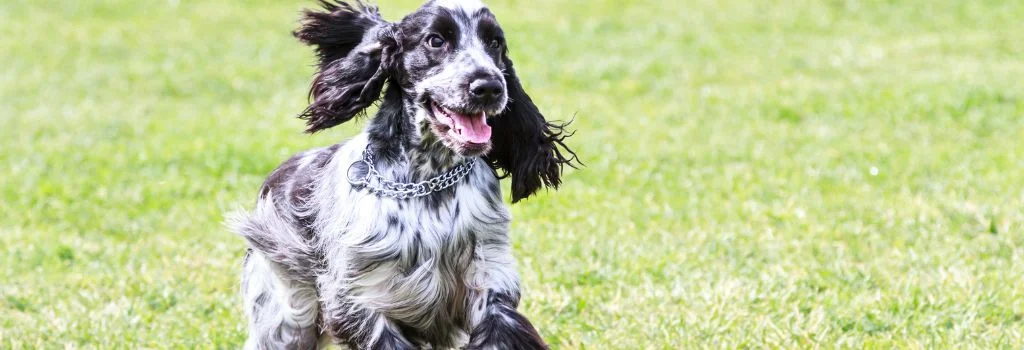 cocker dog running green grass