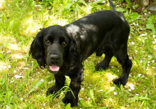 cocker dog standing outside green grass