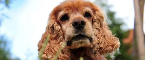 cocker dog staring outdoors