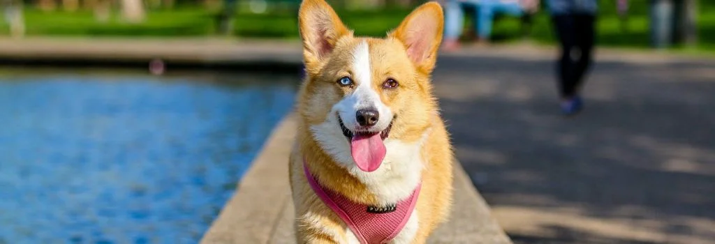 corgi smiling and staring outdoors