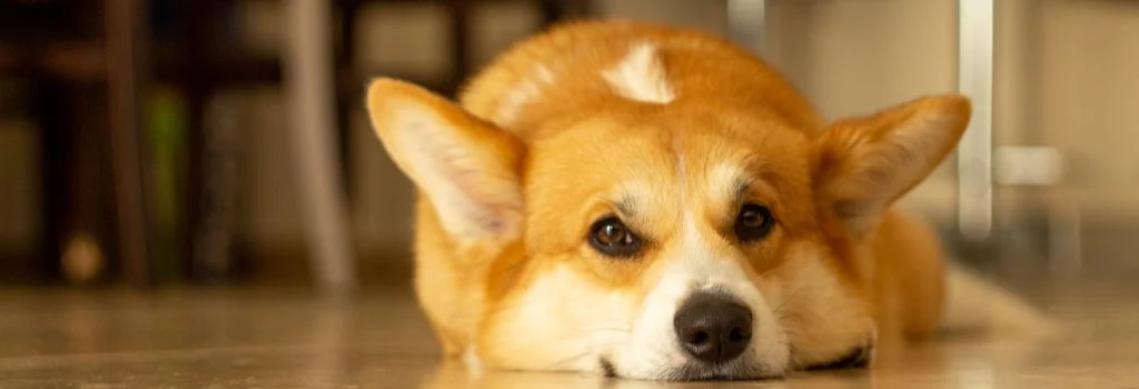 corgi relaxing indoors