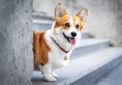 corji standing outdoors stairs