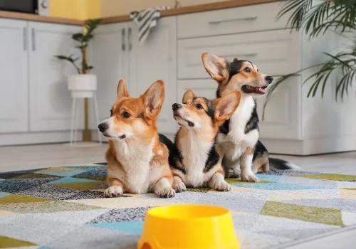corgi dogs relaxing indoors