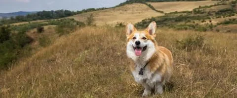corgi dog standing in mountain