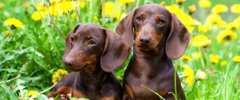 dachshund dogs lying in green grass outdoors