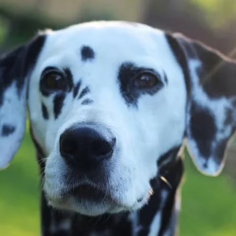 dalmatian dog staring outdoors