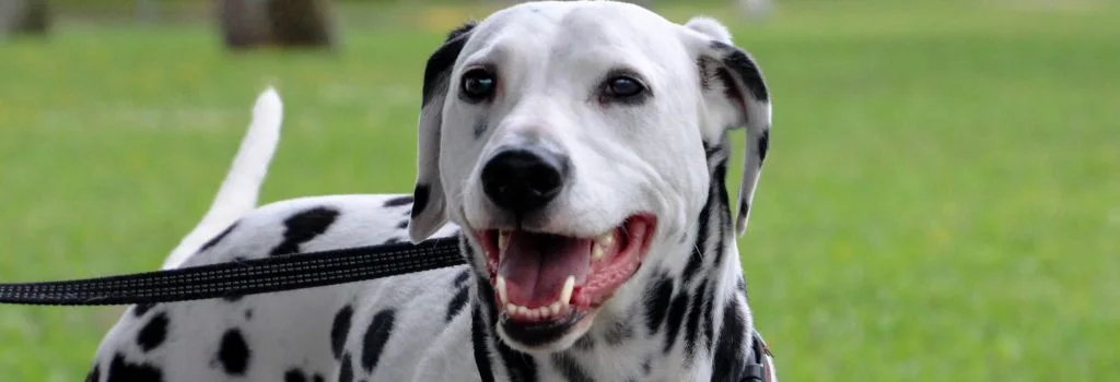 dalmatian dog staring outdoors