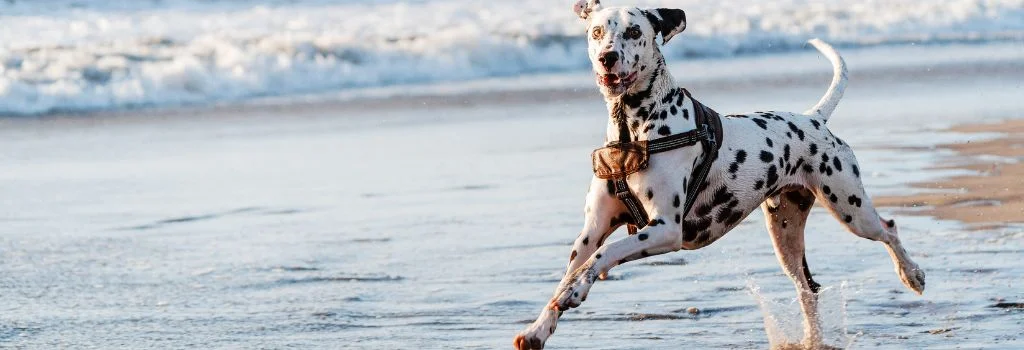dalmatian dog running in beach
