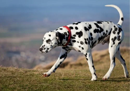 dalmatian dog standing outdoors