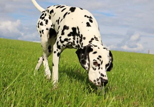 dalmatian dogs standing green grass outdoors