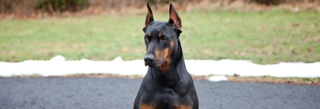doberman sitting in the green grass outdoors