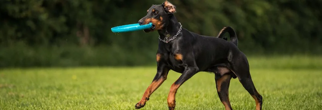 doberman playing outdoors
