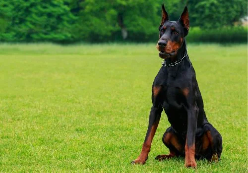 doberman sitting in the green grass outdoors