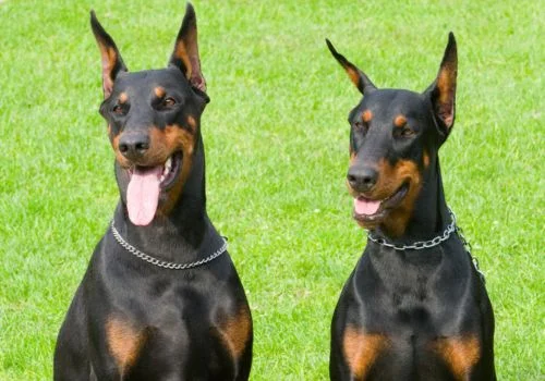 doberman sitting in the green grass outdoors