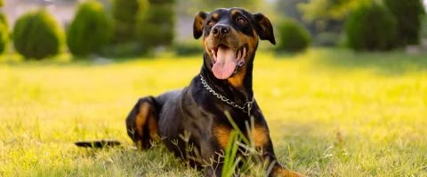 doberman lying in green grass outdoors