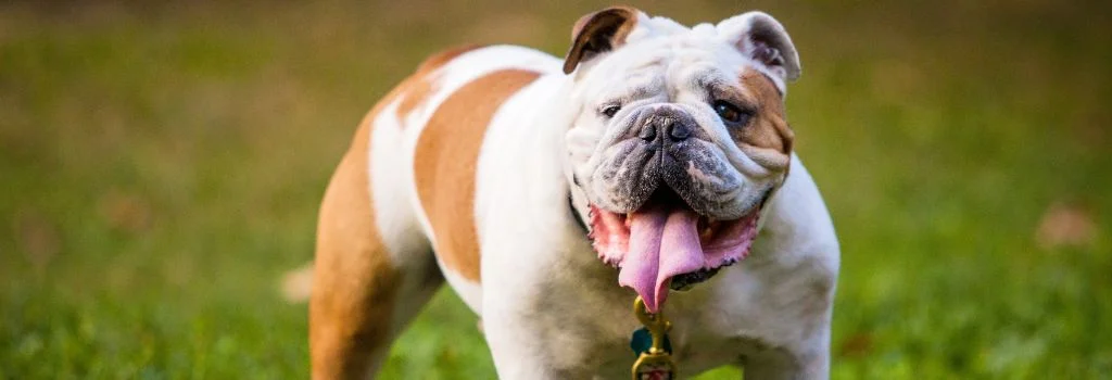 bulldog staring outdoors