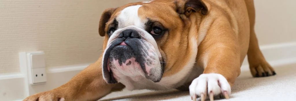 bulldog relaxing indoors