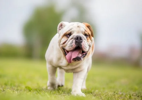 bulldog standing in green grass outdoors