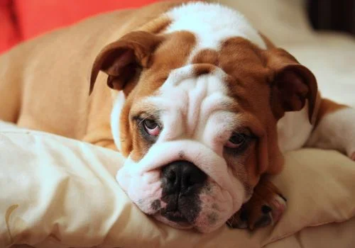 bulldog relaxing in couch indoors