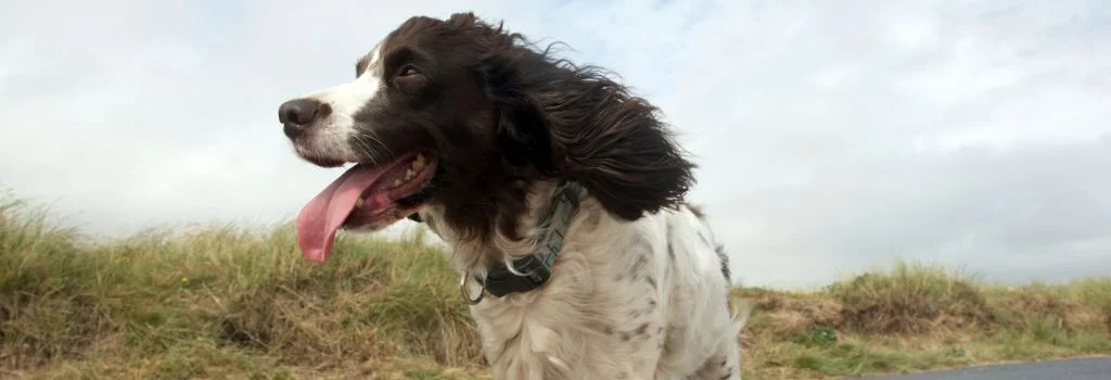 springer dog smiling outdoors