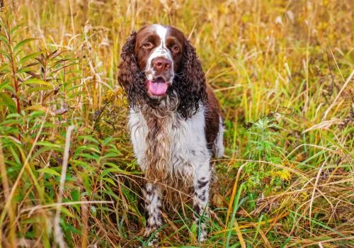 springer dog sitting outdoors