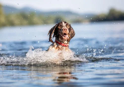 springer dog swimming