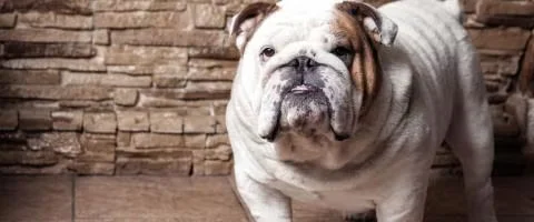 english bulldog staring outdoors