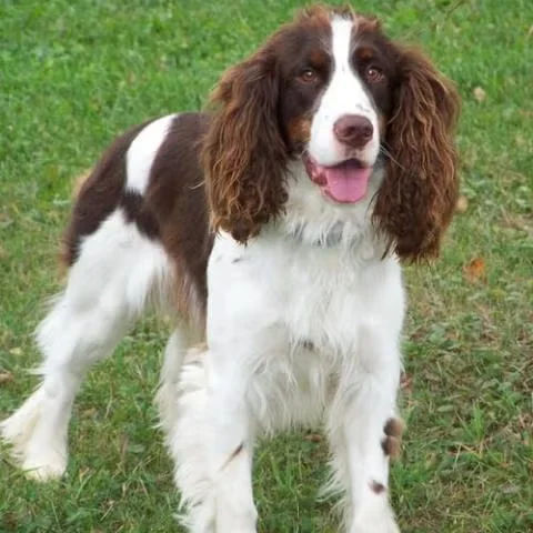 english springer standing in the green grass