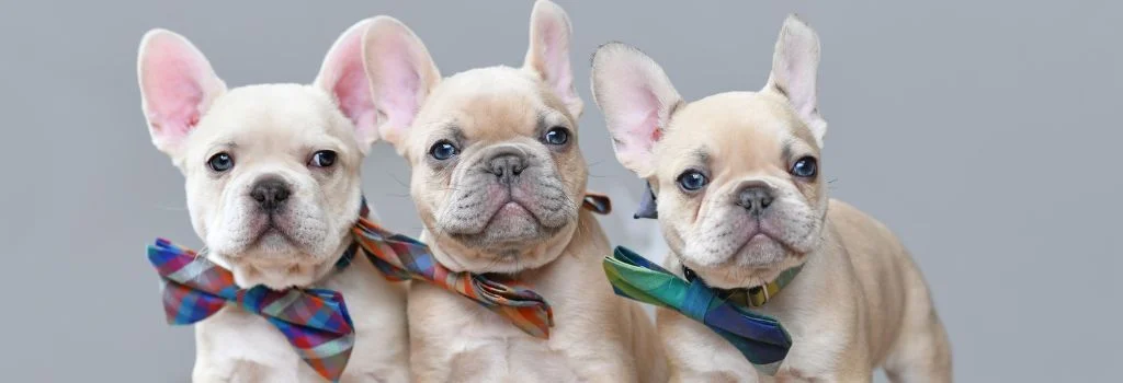 french bulldog puppies staring of the camera